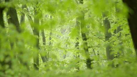 forest trees and foliage