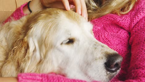 Woman-stroking-her-dog-while-using-laptop-on-sofa-at-home-4k