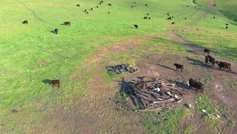 cows grazing in an open field | california coastline | aerial flyby