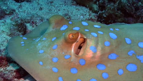 primer plano de la raya robbontail manchada de azul sobre un arrecife de coral en el mar rojo