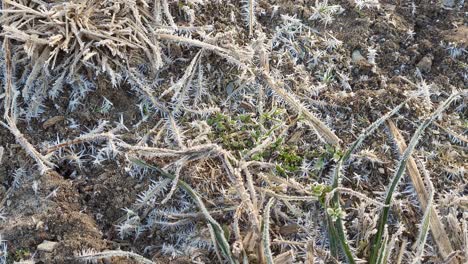 árboles-Helados-En-El-Frío-Día-De-Invierno,-Cerrar-La-Vista-Inclinada-Hacia-Arriba