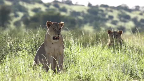 Beautiful-wide-shot-of-two-lionesses-sitting-in-the-lush-green-grassland-of-the-Kgalagadi-Transfrontier-Park