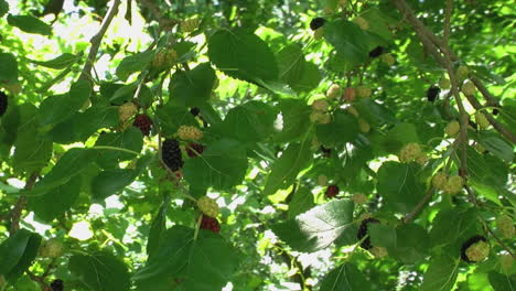 Branches-of-Mulberry-Tree--laden-with-berries