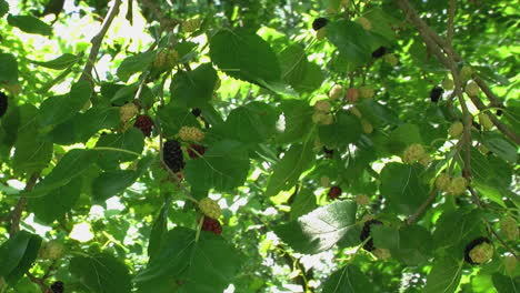 branches of mulberry tree  laden with berries