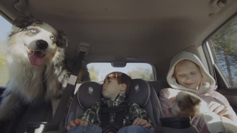 a cheerful company of two children, a dog and a puppy rides in the back seat of a car