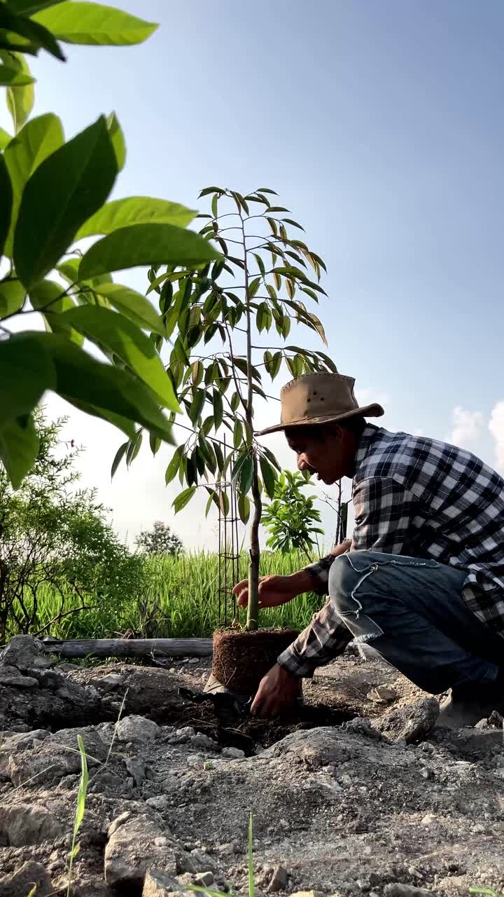 Petani Muda Asia dengan Hati-Hati Memindahkan Bibit Pohon Durian ke Dalam Tanah