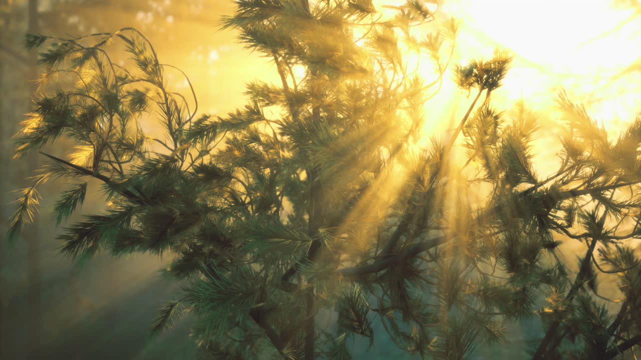 Sunlight filtering through trees in a serene forest during golden hour