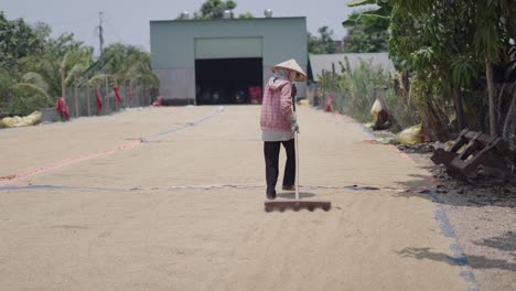 woman harvesting and drying rice
