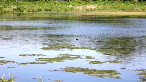 A-lake-with-a-lot-of-green-plants-and-a-duck-swimming-in-it