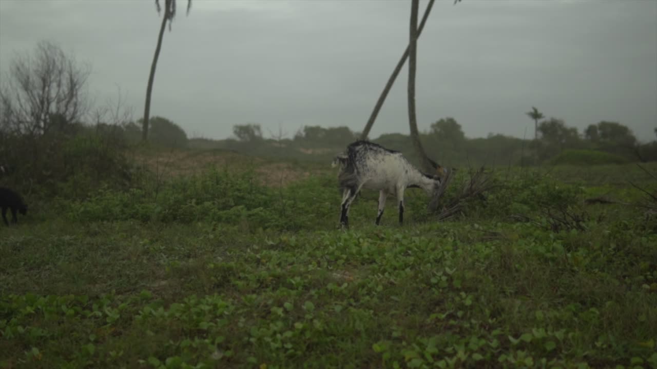 cabras de pelo blanco pastando en un campo verde, en un día nublado