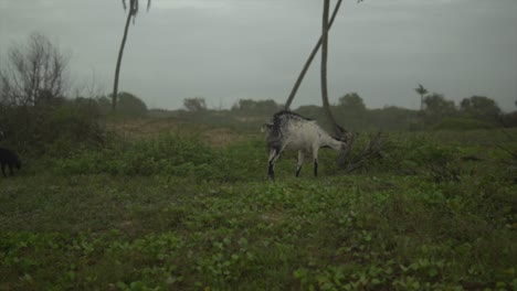 White-haired-goats-grazing-in-a-green-field,-on-a-cloudy-day