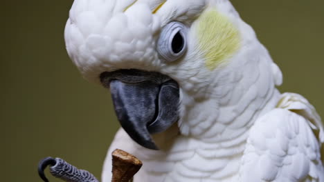 close-up of a white cockatoo