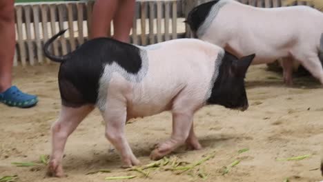 pigs and goats at a farm