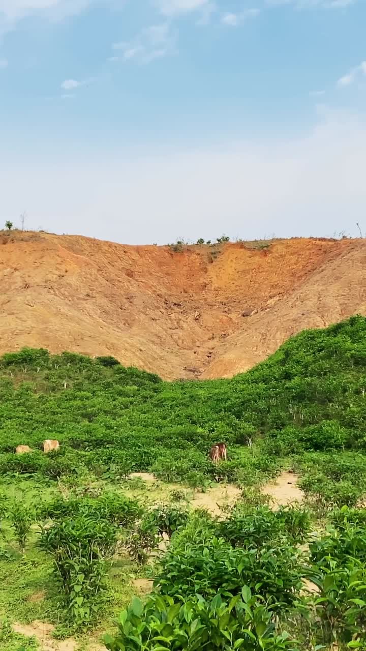 Taglio di alberi e distruzione di colline per il suolo res, concetto di deforestazione