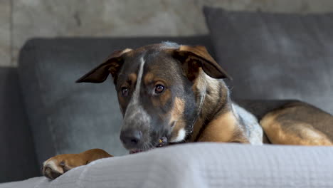 large crossbred dog lying on grey sofa and munching dog food, close up