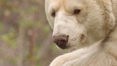 extreme close-up white kermode spirit bear licks her