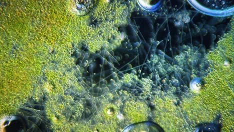 movimiento de cianobacterias y algas verdes bajo el microscopio