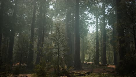 Sunset-on-the-Giant-Forest,-Sequoia-National-Park,-California