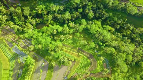 overhead drone shot of rice field and plantation with green trees on it - beautiful rural landscape of indonesia
