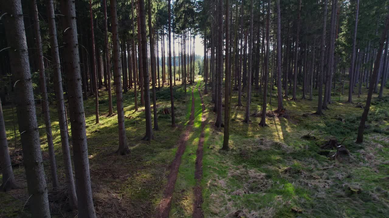 Scorrendo lentamente tra giovani pini con un sole pomeridiano luminoso che filtra sul suolo della foresta nella Repubblica Ceca