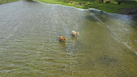 Aerial-view,-cows-standing-and-walking-in-a-body-of-water-in-the-Irish-countryside-on-a-hot-summers-day