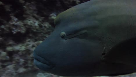 napoleon wrasse swims passed whilst rotating his eye around