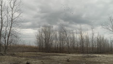 - trees, landscape, birds, fly, flying, bird, tree, sky, clouds, grey, overcast, israel, middle east, middle eastern, wasteland, barren, dry, empty, desolate, alone, scenery, cloudy, nature