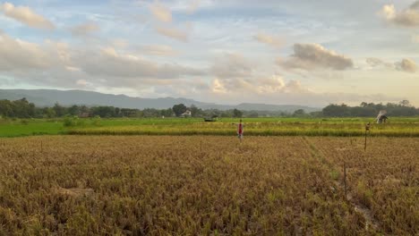 por la tarde en la extensión de los campos de arroz que han sido cosechados