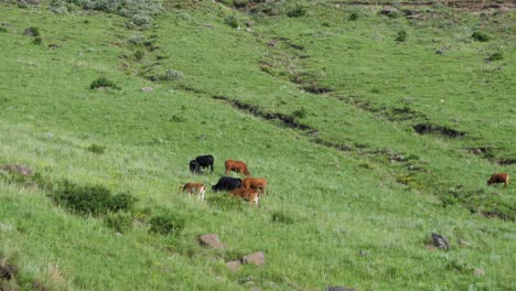 ganado de corral pastan hierba verde en prados montañosos de suave pendiente