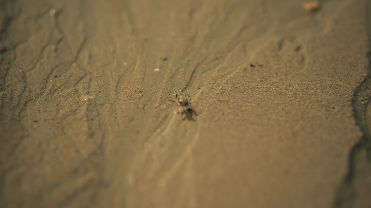 pequeño cangrejo en la playa de arena