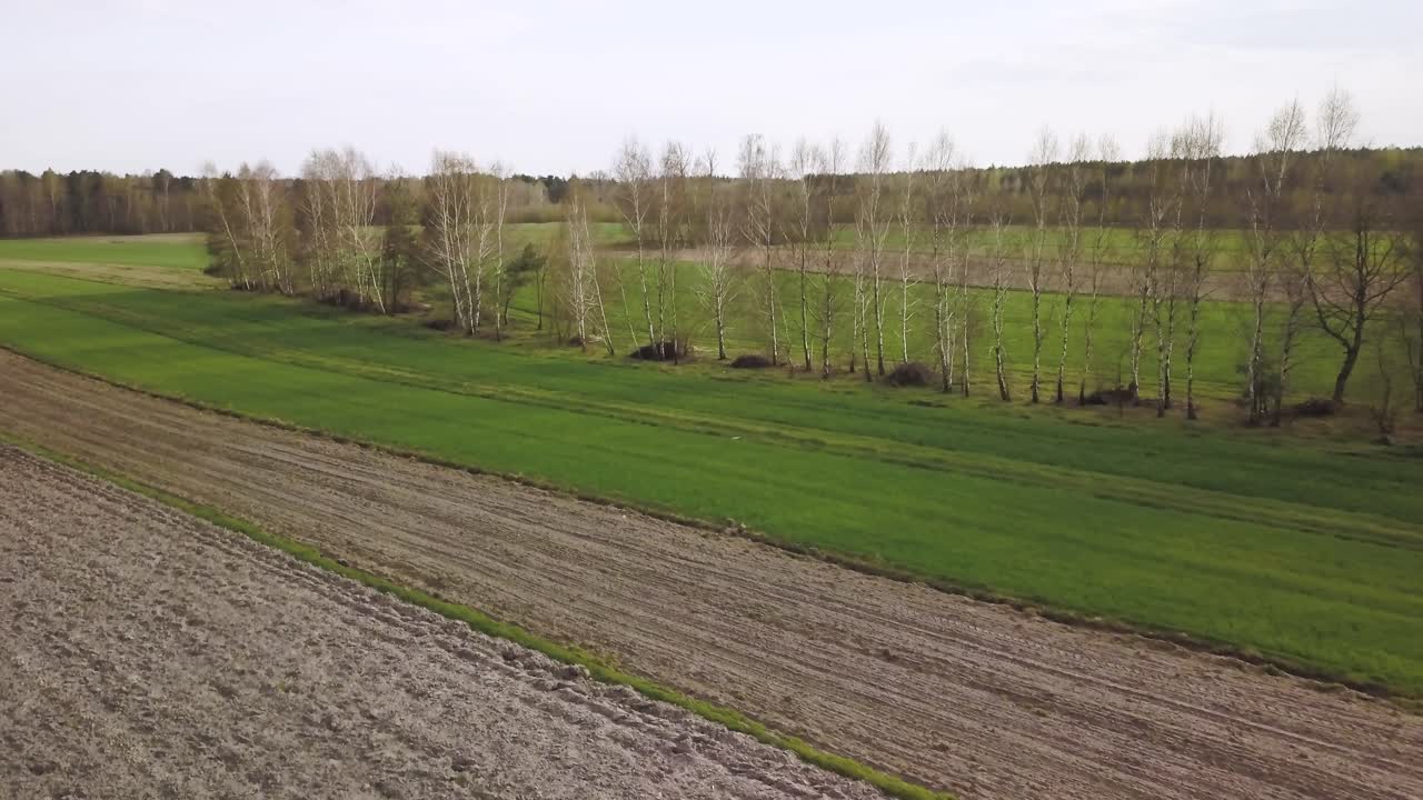 Drohnenflug über Agrarland: Roggen, Getreideanbau, Konzepte zur Lebensmittelkrise.