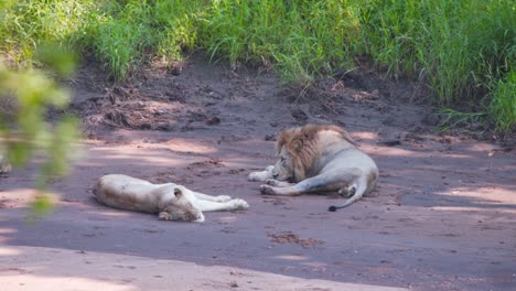 lion and lioness sleeping in shade on muddy ground with tall grass