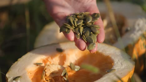 pumpkin seeds pulled out from a freshly cut pumpkin in a field close up shot