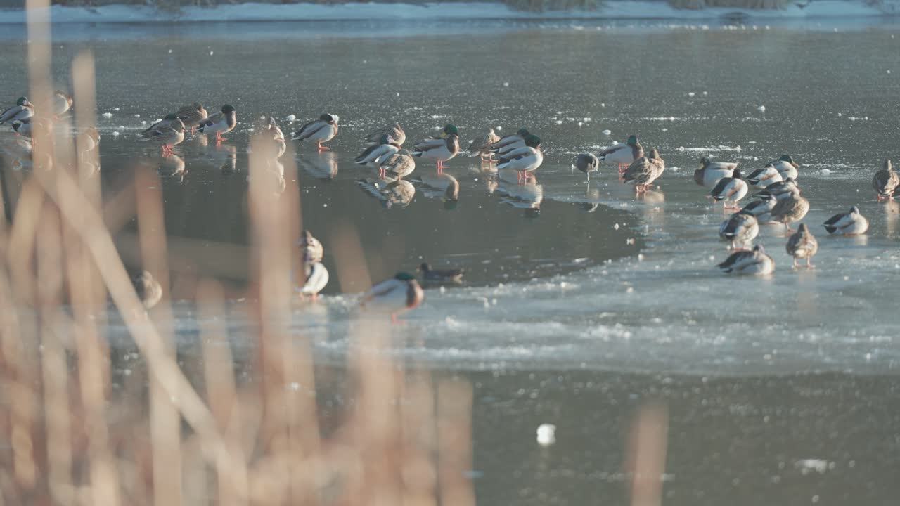 un pequeño estanque con patos sentados y caminando sobre el hielo cerca de un agujero de hielo
