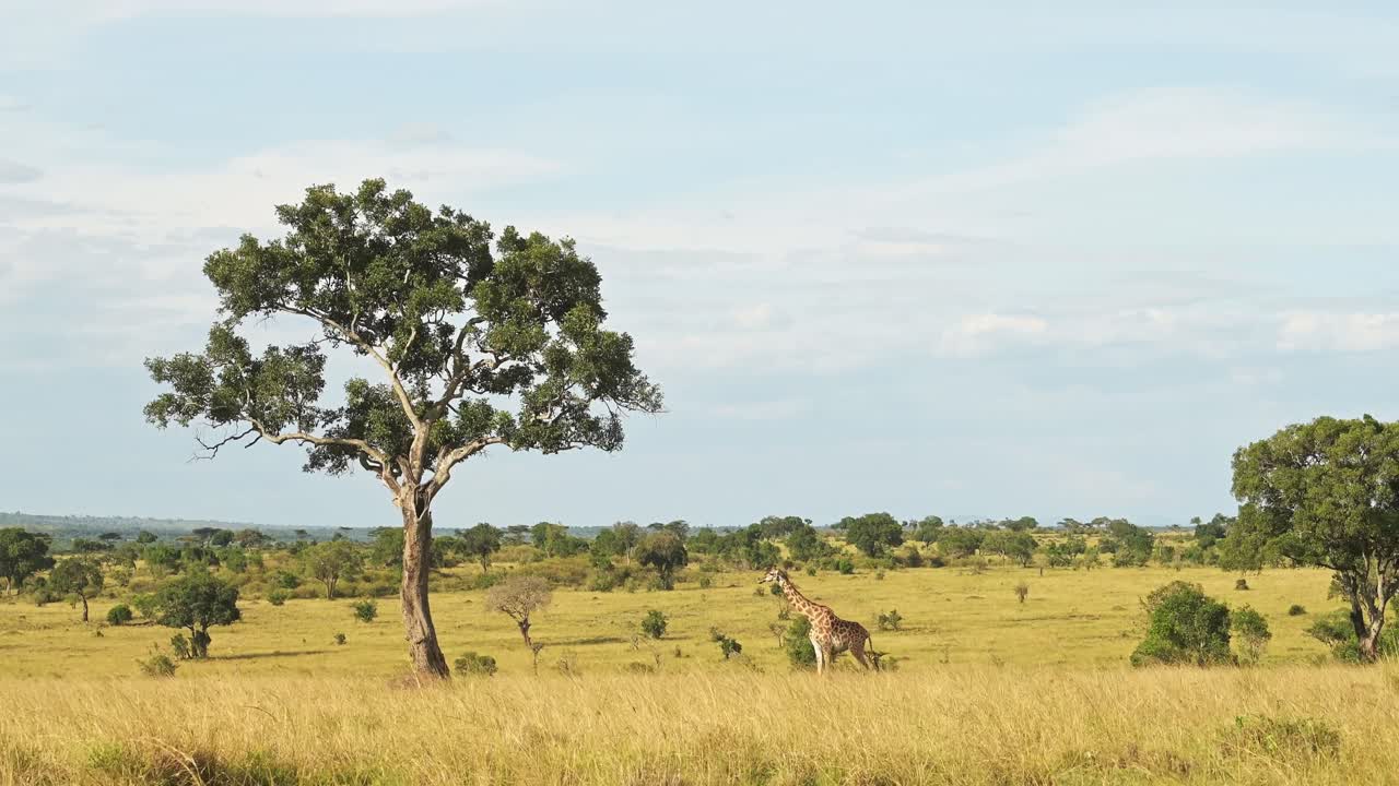 African Wildlife giraffe in Maasai Mara National Reserve walking across the lush wide open plains in Kenya, Africa Safari trip in Masai Mara North Conservancy