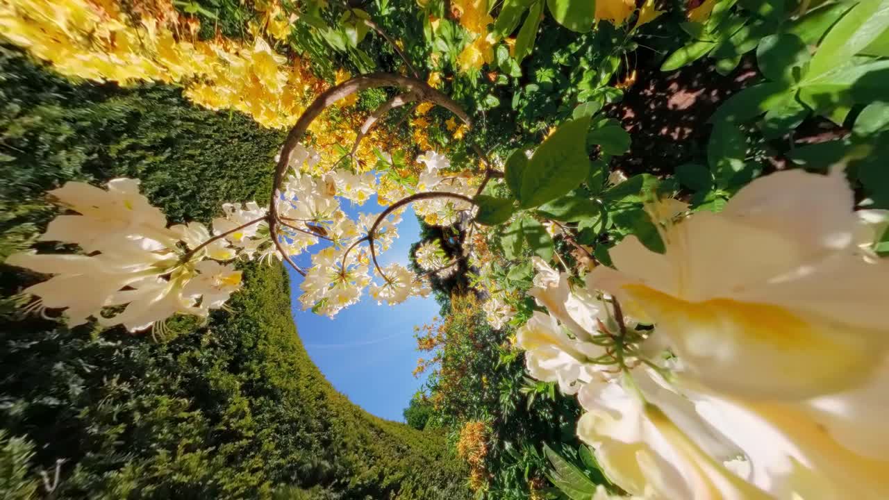 White and yellow flowers frame a circular view of sky and hedges, forming a whirling spiral with a serene, trippy feel. Shot in a botanical garden
