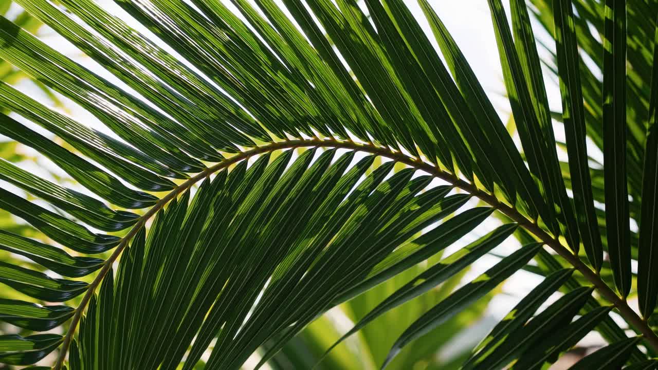 Close-up video angle of a vibrant green palm leaf, showcasing its natural texture and pattern
