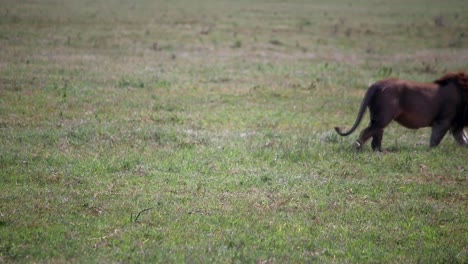 pareja de leones macho y hembra caminando en la hierba listos para aparearse