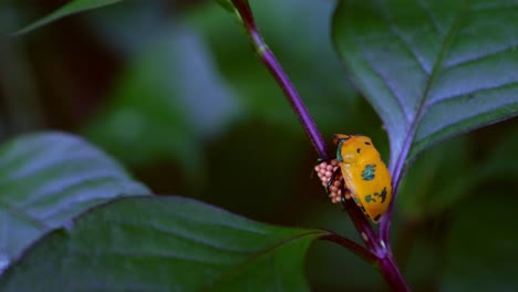 Primer-Plano-De-Una-Hembra-De-Insecto-Arlequín-De-Hibisco-Tectocoris-Diophthalmus-Protegiendo-Sus-Huevos