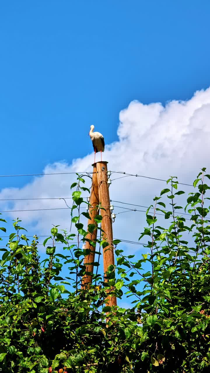 Stork Perched on a Utility Pole