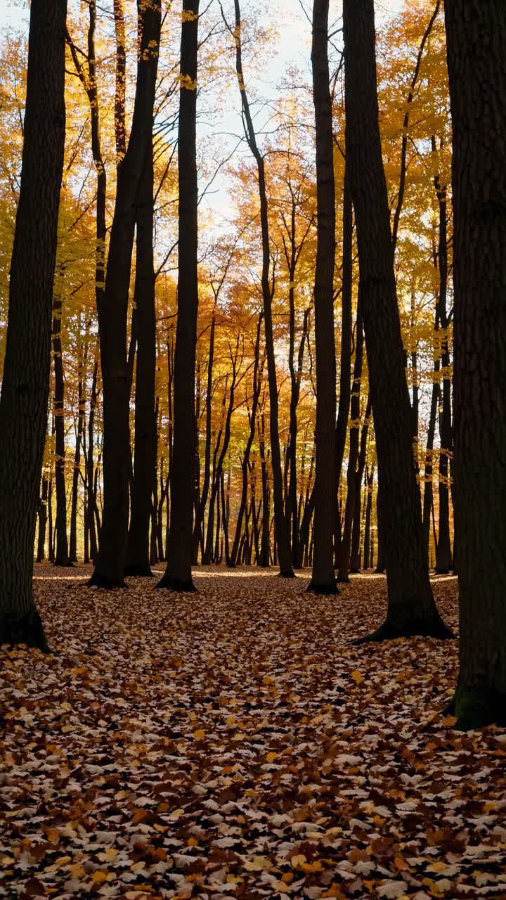 A serene forest scene with tall trees and autumn leaves, captured from a low angle