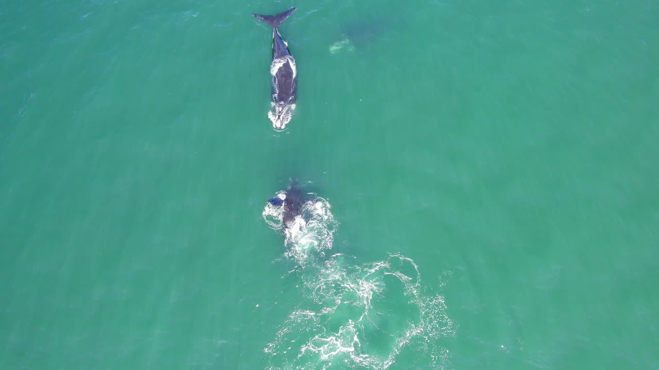Wide Drone shot top view of Southern Whales pod breaching and diving, dolly in