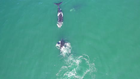 Wide-Drone-shot-top-view-of-Southern-Whales-pod-breaching-and-diving,-dolly-in