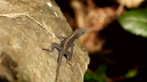 tropical lizard flexes frill in dramatic pose in 4x slow motion