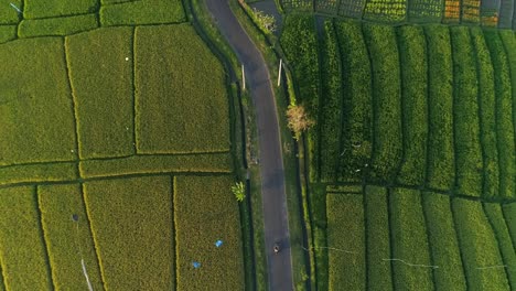 aerial shot of indonesian farmland