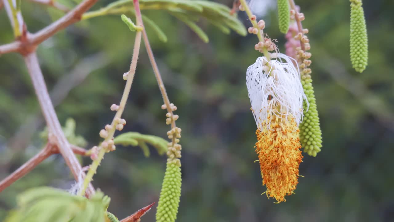 Sicklebush (dichrostachys cinerea) yellow pods on tree in Caribbean in breeze