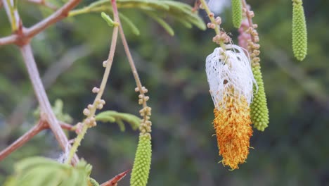 sicklebush (dichrostachys cinerea) yellow pods on tree in caribbean in breeze