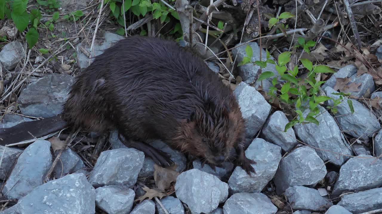 wet beaver crawling on rock