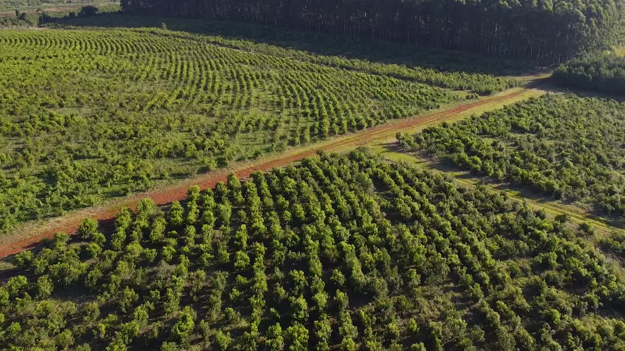 Cinematic aerial footage of the yerba mate fields in Misiones Jardin, America, Argentina, Drone