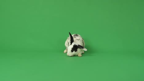 black and white spotted rabbit on green screen
